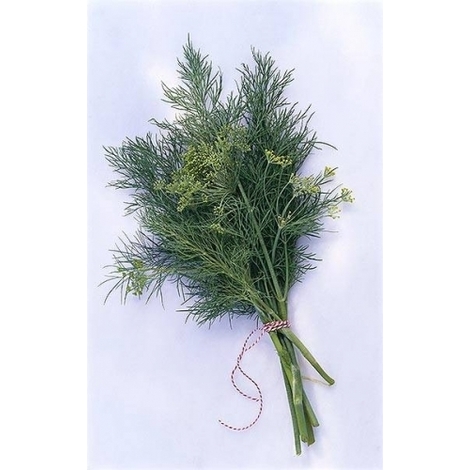 Dill packed, 30g