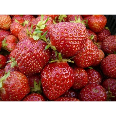 Strawberries packed, 250g