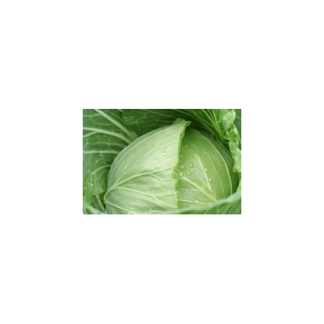 Cabbage, 1kg